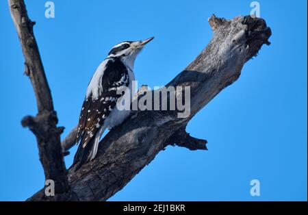 Hairy Specht (Picoides villosus), Calgary, Carburn Park, Alberta, Kanada Stockfoto