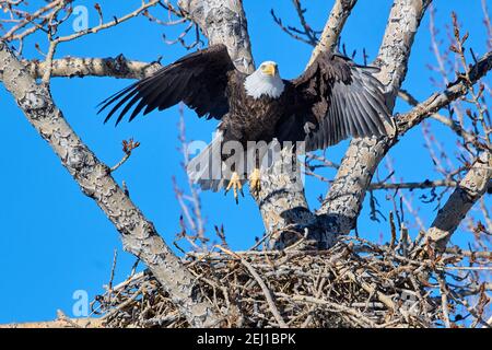 Weißkopfseeadler (Haliaeetus leucocephalus) im Flug, Calgary, Carburn Park, Alberta, Kanada Stockfoto