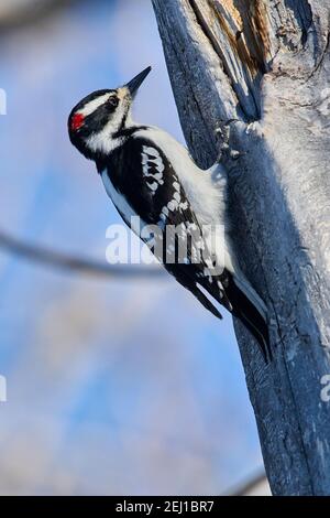 Hairy Specht (Picoides villosus), Calgary, Carburn Park, Alberta, Kanada Stockfoto