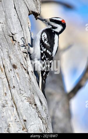 Hairy Specht (Picoides villosus), Calgary, Carburn Park, Alberta, Kanada Stockfoto