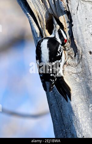 Hairy Specht (Picoides villosus), Calgary, Carburn Park, Alberta, Kanada Stockfoto