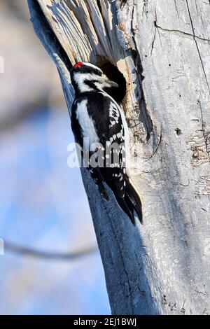 Hairy Specht (Picoides villosus), Calgary, Carburn Park, Alberta, Kanada Stockfoto