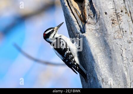 Hairy Specht (Picoides villosus), Calgary, Carburn Park, Alberta, Kanada Stockfoto