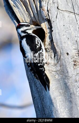 Hairy Specht (Picoides villosus), Calgary, Carburn Park, Alberta, Kanada Stockfoto