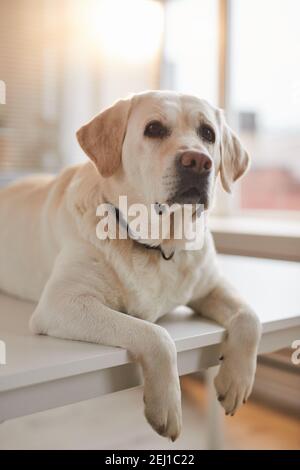 Vertikales Porträt eines weißen Labrador-Hundes auf dem Untersuchungstisch In der Tierarztklinik durch Sonnenlicht beleuchtet Stockfoto
