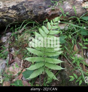 Nahaufnahme eines Bracken Farn Frond auf dem Boden Stockfoto