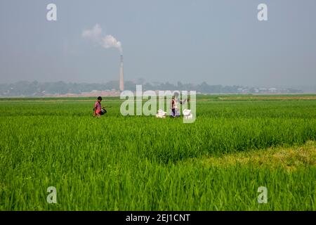 Ein Mann, der Dünger durch ein grünes Reisfeld in Brahmanbaria, Bangladesch, trägt Stockfoto