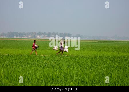 Ein Mann, der Dünger durch ein grünes Reisfeld in Brahmanbaria, Bangladesch, trägt Stockfoto