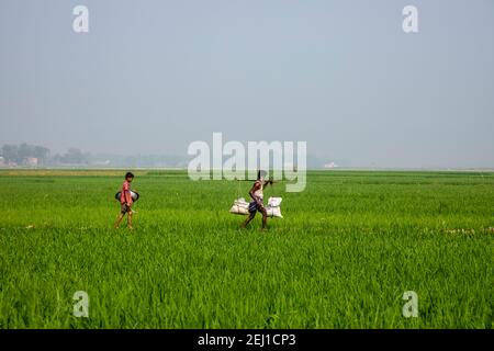 Ein Mann, der Dünger durch ein grünes Reisfeld in Brahmanbaria, Bangladesch, trägt Stockfoto