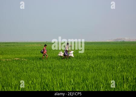 Ein Mann, der Dünger durch ein grünes Reisfeld in Brahmanbaria, Bangladesch, trägt Stockfoto