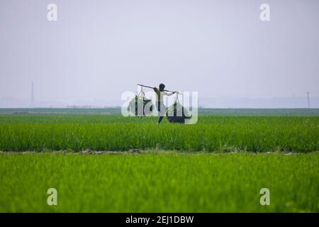 Ein Mann, der Gras durch ein grünes Reisfeld in Brahmanbaria, Bangladesch trägt. Stockfoto