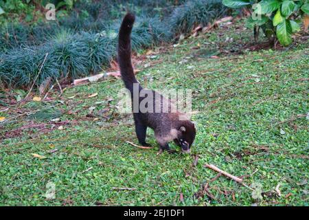 Nasua narica weiß-nasig coati im Gras in Costa Rica Stockfoto