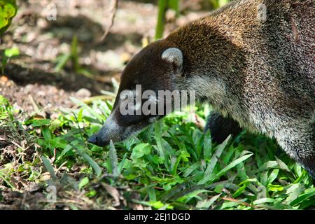 Nasua narica weiß-nasig coati im Gras in Costa Rica Stockfoto
