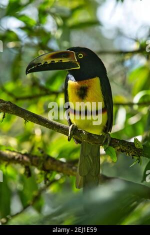 Colmared aracari pteroglossus torquatus tucan in Costa Rica Stockfoto