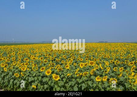 Luftaufnahme eines Sonnenblumenfeldes bei Brahmanbaria, Bangladesch Stockfoto