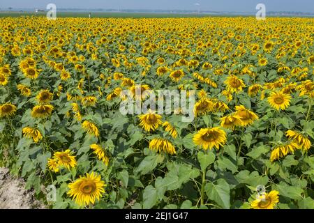 Luftaufnahme eines Sonnenblumenfeldes bei Brahmanbaria, Bangladesch Stockfoto