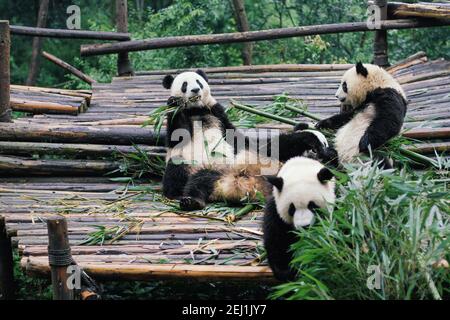 Der riesige Panda, auch bekannt als Pandabär oder einfach der Panda, ist ein Bär, der im südlichen Zentralchina beheimatet ist. Es zeichnet sich durch große, schwarze Flecken rund um die Augen, über den Ohren und über seinem runden Körper aus. Der Name 'Giant Panda' wird manchmal verwendet, um ihn vom roten Panda, einem benachbarten Musteloid, zu unterscheiden. Stockfoto