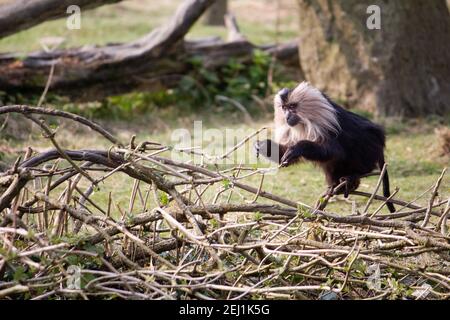 Wilder Affe springt auf einige Äste. Es ist ein kolobusprimas von angola. Stockfoto