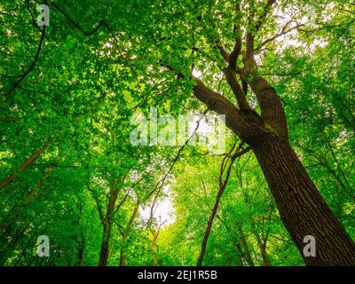 Buche oder Buche (Fagus sylvatica) - niedriger Winkel Blick in die Krone eines mächtigen Und hohe Bäume im Wald Stockfoto