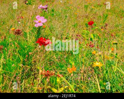 Blühende Wiese mit dem Garten-Kosmos(Cosmos bipinnatus) Und die eleganten Zinnia (Zinnia elegans) Blumen Stockfoto