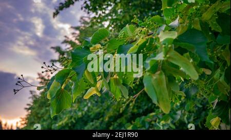 Ein Zweig einer Linde (Tilia cordata) mit Blüten vor der Blüte Stockfoto