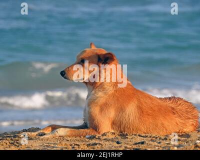Ein streunender Hund am Strand, ein Porträt eines Haushundes am Ufer, ein entspannter Hund am Strand, ein Straßenhund entspannte sich nach einem Bad im Roten Meer Stockfoto