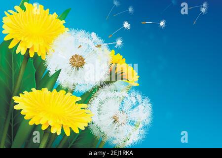 Realistisch blühender Löwenzahn und seine fliegenden Samen auf blauem Hintergrund vektorgrafik Stock Vektor