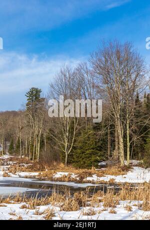 Der Übergang vom Winter zum Frühling in einem Feuchtgebiet im nördlichen Wisconsin. Stockfoto