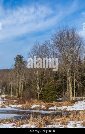 Der Übergang vom Winter zum Frühling in einem Feuchtgebiet im nördlichen Wisconsin. Stockfoto