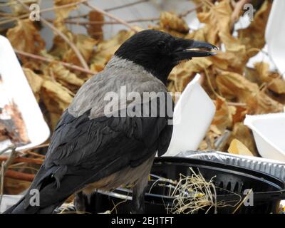 Ein Porträt einer Krähe im Freien, EINER Kapuzenkrähe Corvus cornix, einem Kapuzenpullover, einem schwarzen Vogel, einer stehenden Krähe in Ägypten Stockfoto