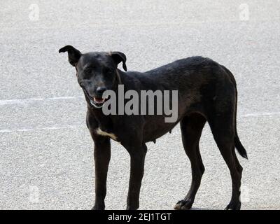 Eine schwarze Straßenhündin mit Hundehühen und Zecken am Körper, eine schwarze streunende ägyptische Hündin, Flöhe und Zecken an einem Straßenhund. Stockfoto