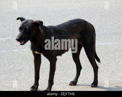 Eine schwarze Straßenhündin mit Hundehühen und Zecken am Körper, eine schwarze streunende ägyptische Hündin, Flöhe und Zecken an einem Straßenhund. Stockfoto