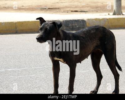 Eine schwarze Straßenhündin mit Hundehühen und Zecken am Körper, eine schwarze streunende ägyptische Hündin, Flöhe und Zecken an einem Straßenhund. Stockfoto