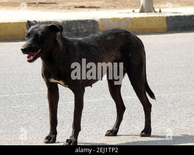 Eine schwarze Straßenhündin mit Hundehühen und Zecken am Körper, eine schwarze streunende ägyptische Hündin, Flöhe und Zecken an einem Straßenhund. Stockfoto