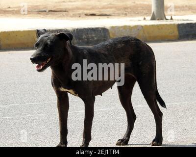 Eine schwarze Straßenhündin mit Hundehühen und Zecken am Körper, eine schwarze streunende ägyptische Hündin, Flöhe und Zecken an einem Straßenhund. Stockfoto