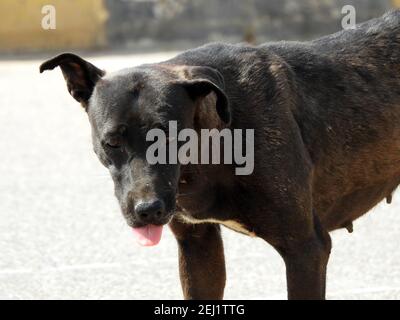 Eine schwarze Straßenhündin mit Hundehühen und Zecken am Körper, eine schwarze streunende ägyptische Hündin, Flöhe und Zecken an einem Straßenhund. Stockfoto