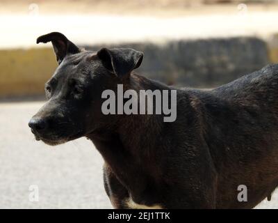 Eine schwarze Straßenhündin mit Hundehühen und Zecken am Körper, eine schwarze streunende ägyptische Hündin, Flöhe und Zecken an einem Straßenhund. Stockfoto