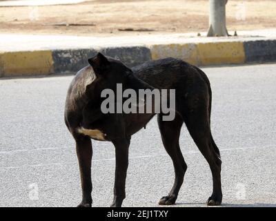 Eine schwarze Straßenhündin mit Hundehühen und Zecken am Körper, eine schwarze streunende ägyptische Hündin, Flöhe und Zecken an einem Straßenhund. Stockfoto