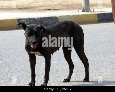 Eine schwarze Straßenhündin mit Hundehühen und Zecken am Körper, eine schwarze streunende ägyptische Hündin, Flöhe und Zecken an einem Straßenhund. Stockfoto