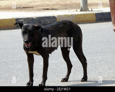 Eine schwarze Straßenhündin mit Hundehühen und Zecken am Körper, eine schwarze streunende ägyptische Hündin, Flöhe und Zecken an einem Straßenhund. Stockfoto