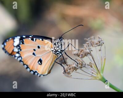 Eine Nahaufnahme von einem Schmetterling, Danaus chrysippus Schmetterling auch als einfacher Tiger, afrikanische Königin oder afrikanische Monarch bekannt verzehrt eine Pflanze Stockfoto