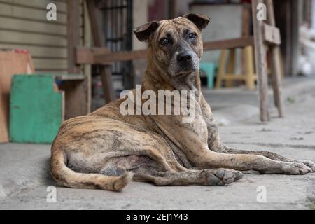 Ein gesund aussehender Straßenhund, der auf einem Bürgersteig liegt, Cebu City, Philippinen Stockfoto