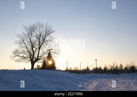 Der Ahornbaum bei einem Winteruntergang Stockfoto