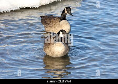 Kanadagans in großer Herde am Hafen für den Winter Stockfoto