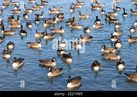 Kanadagans in großer Herde am Hafen für den Winter Stockfoto