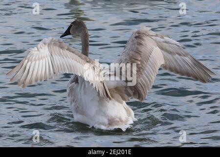 Trompeter und Mute schwans auf dem See im Winter Stockfoto