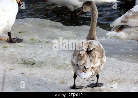 Trompeter und Mute schwans auf dem See im Winter Stockfoto