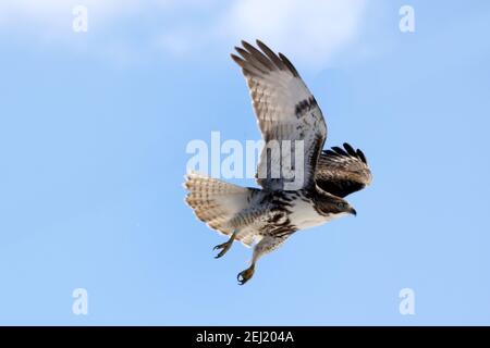 Rotschwanzhawk im Winter hell sonnigen Tag Stockfoto