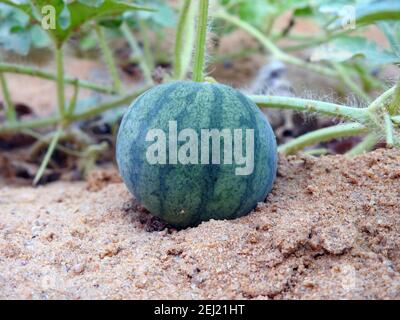 Citrullus lanatus, eine wachsende Wassermelonenfrucht in einem sandigen Boden Stockfoto