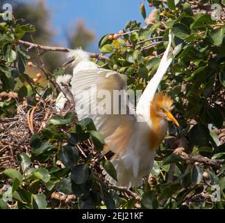 Atemberaubender Kuhreiher, Bubulcus ibis, in buntem Zuchtgefieder, mit ausgestreckten Flügeln, Trageschiebe für Nistmaterial in Schnabel. Australien Stockfoto
